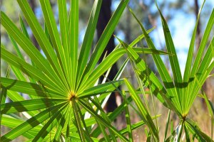 Saw Palmetto Saw Palmetto